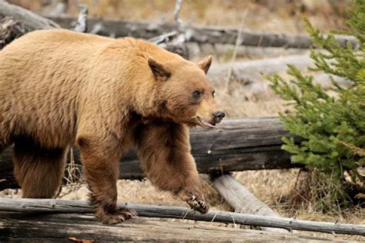 Are there bears in New Mexico?