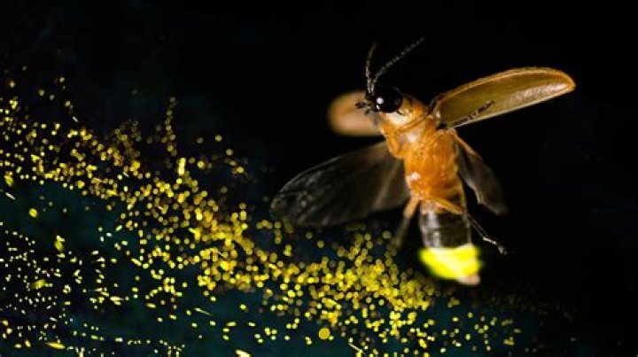 Are there fireflies in Hawaii?