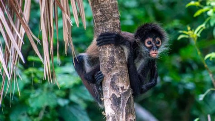 Are there monkeys in San Juan?