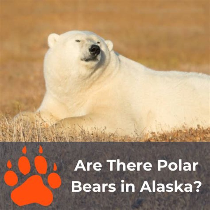 Are there polar bears in SeaWorld?