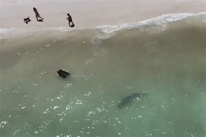 Are there sharks at Cancun?