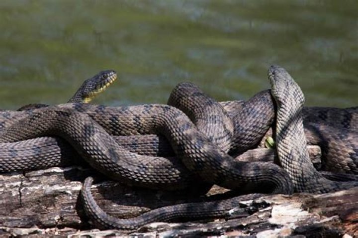 Are there snakes in Lake Tahoe?