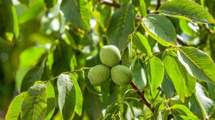 Are walnut hulls good fertilizer?