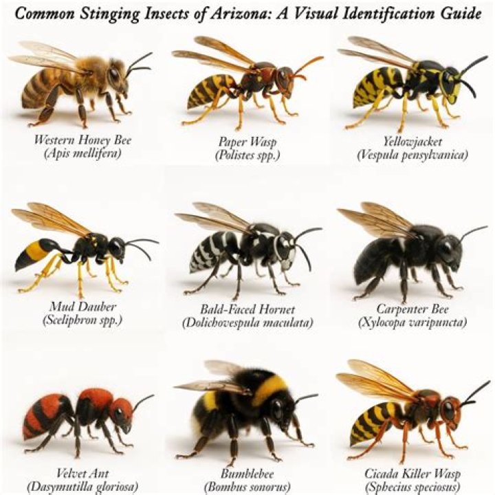 Are wasps holometabolous?