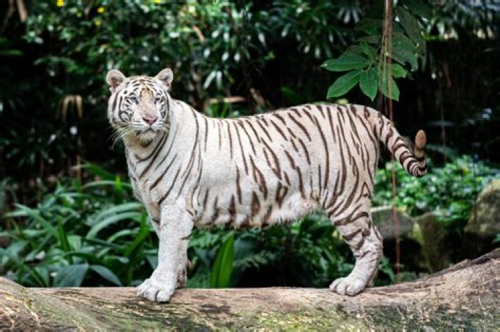 Are white tigers extinct?