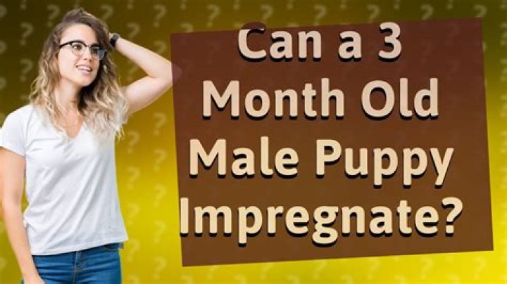 Can a 3 month old male puppy get a female dog pregnant?