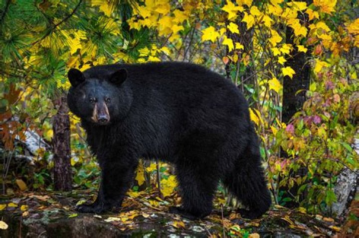 Can a black bear get in my house?