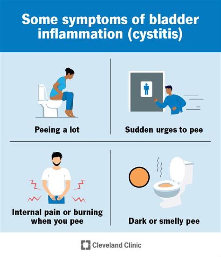 Can a cat get over a bladder infection without antibiotics?
