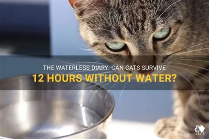 Can a cat go 12 hours without water?