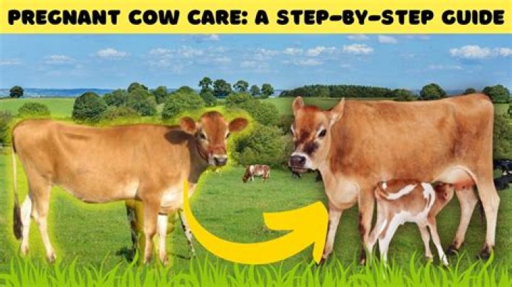 Can a cow get pregnant while pregnant?