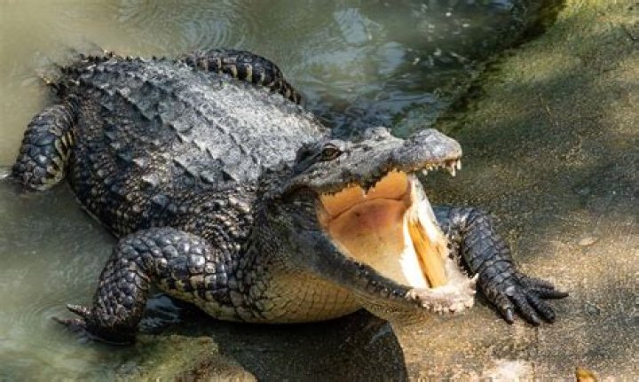 Can a crocodile be a pet?