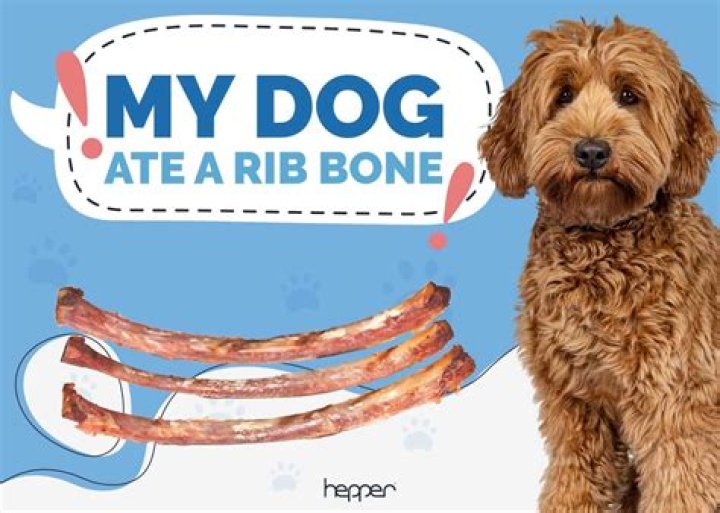 Can a dog eat a rib bone?