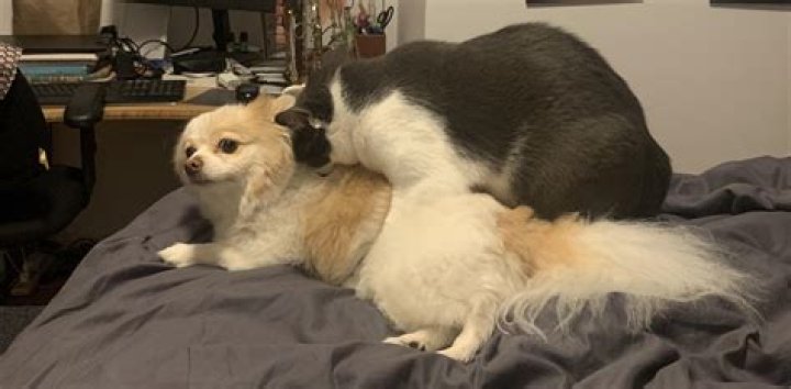 Can a dog mate with a rabbit?