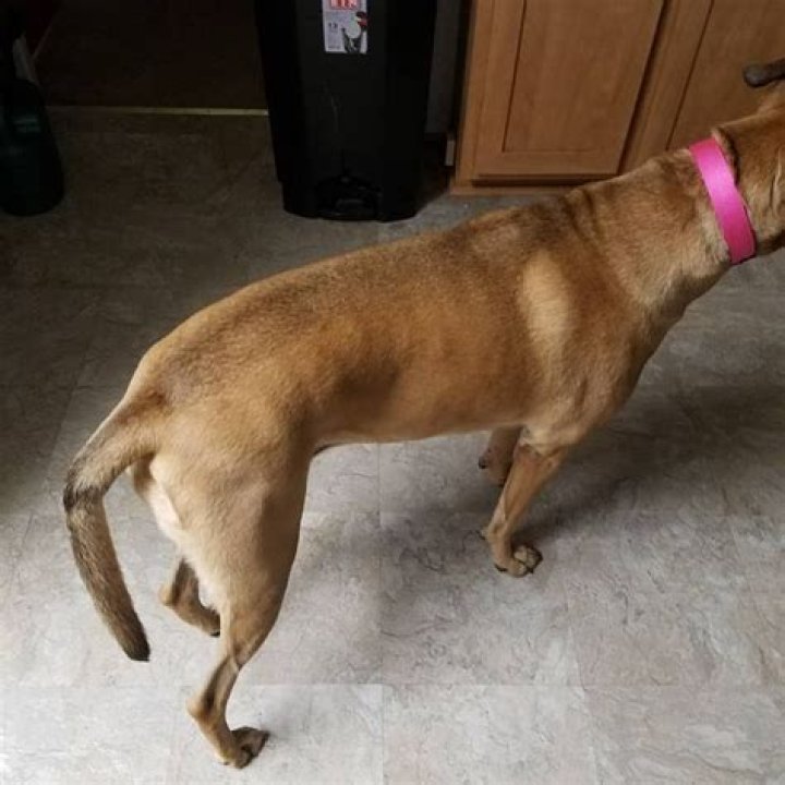 Can a dog's tail break?