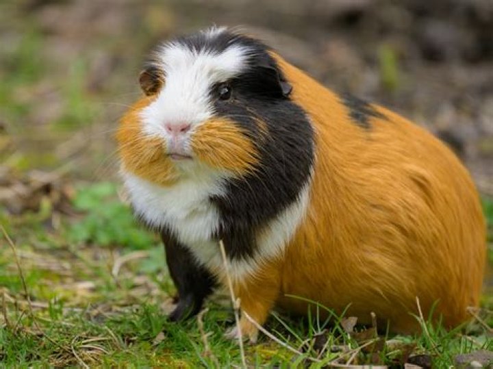 Can a guinea pig see in the dark?