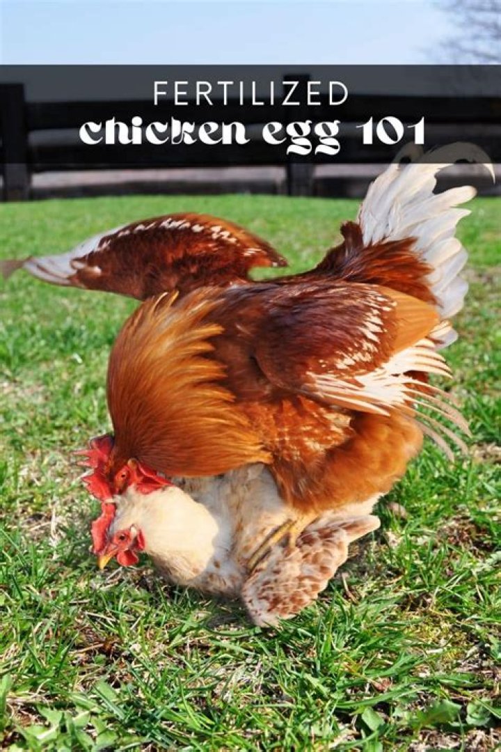 Can a hen turn into a rooster and fertilize eggs?