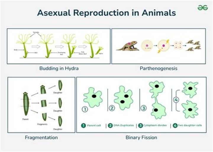 Can a human asexually reproduce?