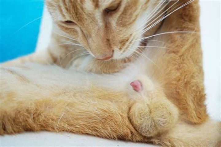 Can a male cat have nipples?