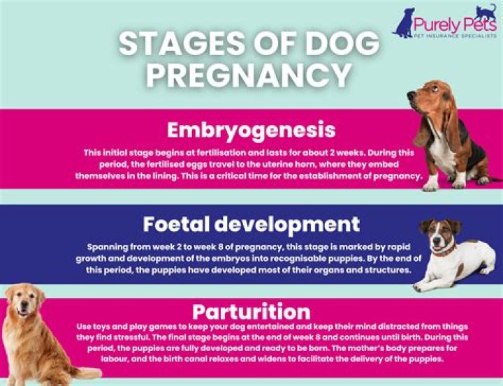 Can a mom dog get pregnant by her own puppy?