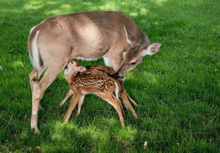 Can a mother deer find her lost fawn?