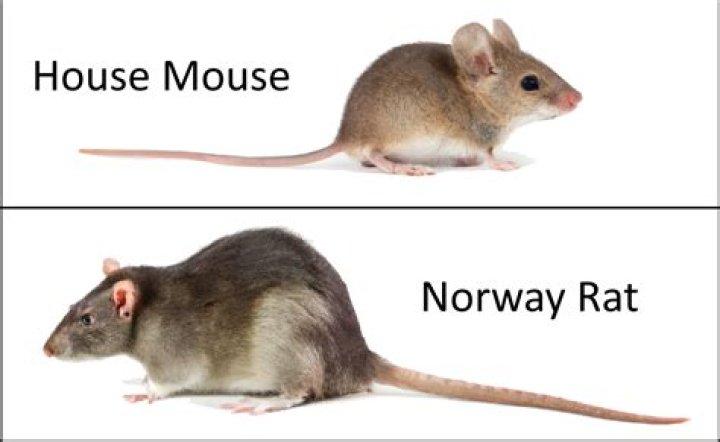 Can a rat see?