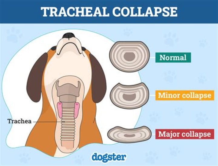 Can a shock collar cause a collapsed trachea?