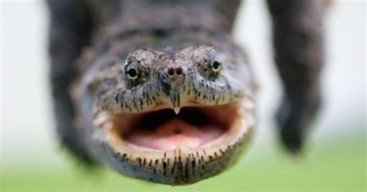 Can a snapping turtle bite your finger off?