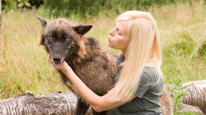 Can a wolf be tamed?