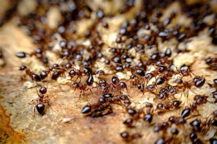 Can ants vomit?