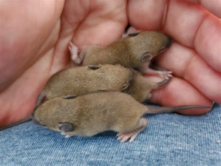 Can baby mice open their eyes?