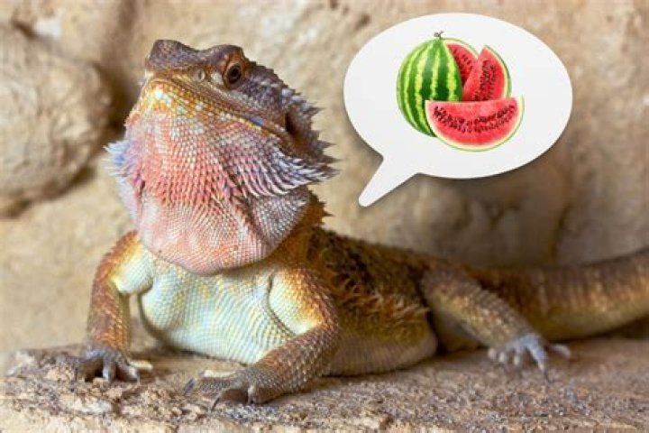 Can bearded dragons have watermelon?