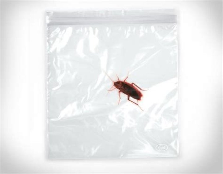 Can bed bugs get out of Ziploc bags?