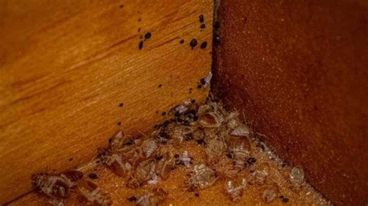 Can bed bugs live in cabinets?