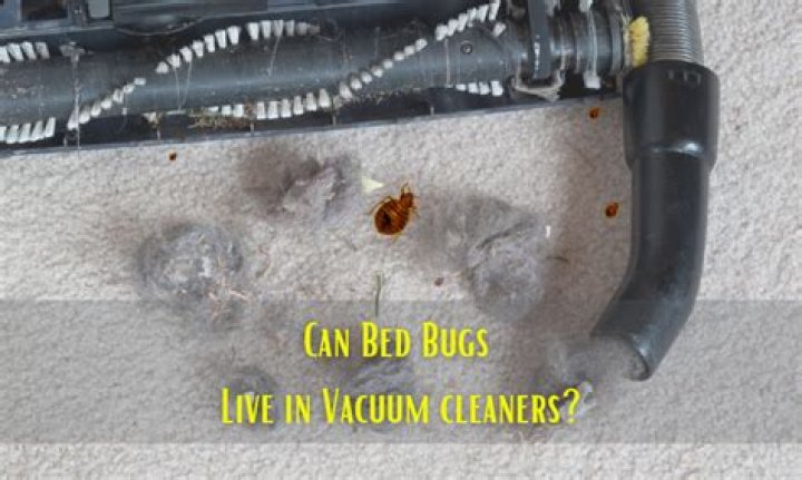 Can bed bugs live in the vacuum cleaner?