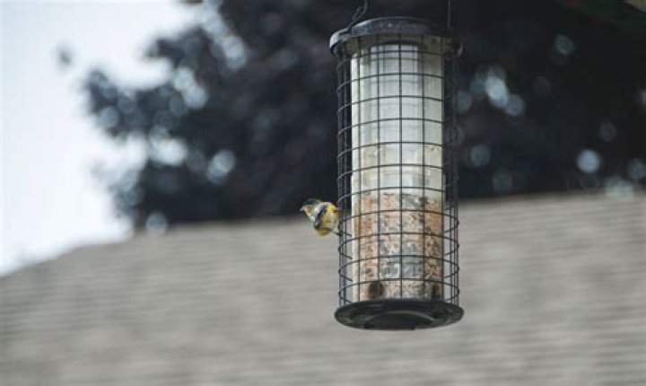 Can bird feeders be too high?