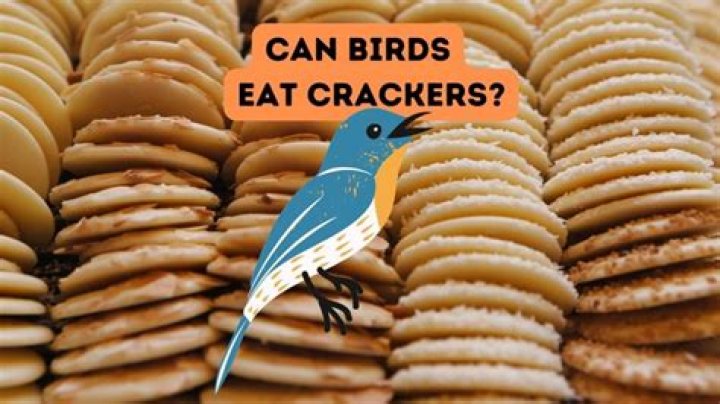 Can birds eat crackers?
