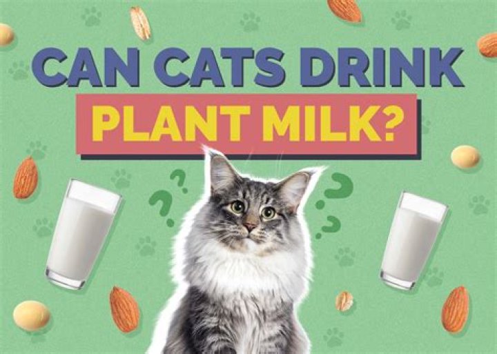 Can Buddhist drink milk?