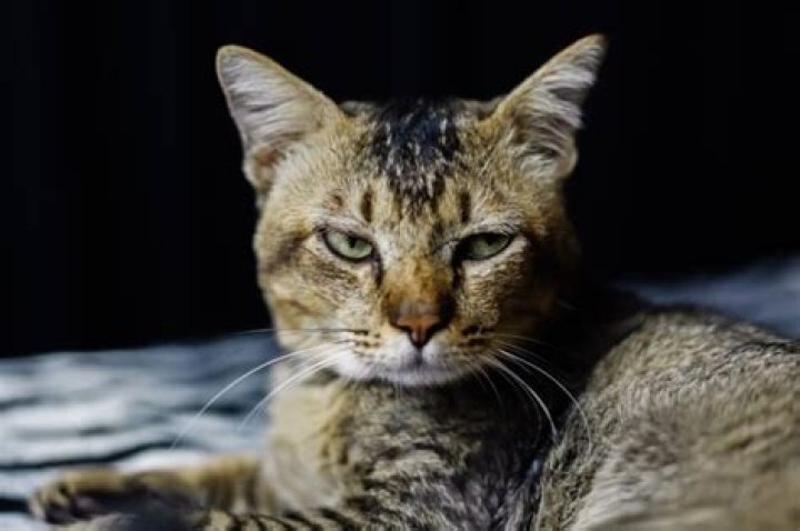 Can cats be schizophrenic?
