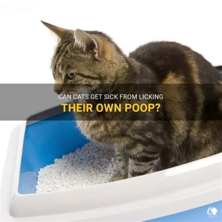 Can cats get sick from licking their poop?