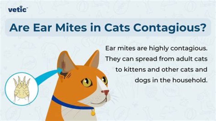 Can cats give you schizophrenia?