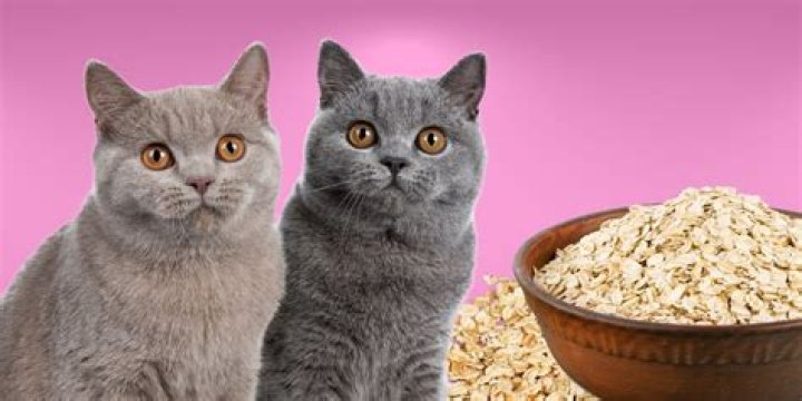 Can cats have oatmeal?