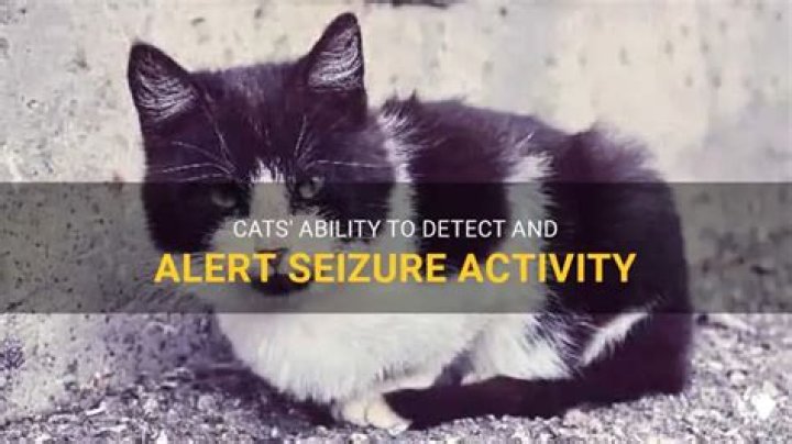 Can cats sense seizures?