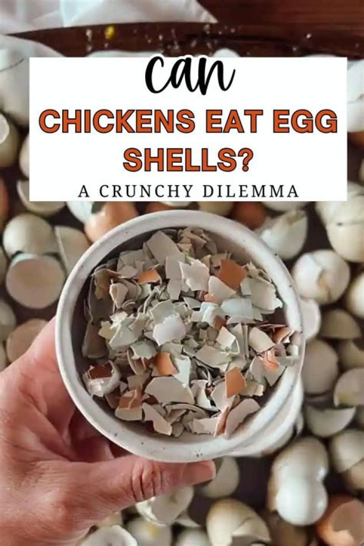 Can chickens eat egg?