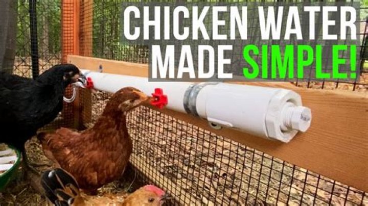 Can chickens make milk?