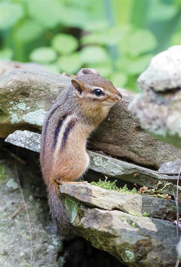 Can chipmunks have pumpkin seeds?