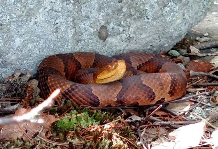 Can copperheads climb walls?