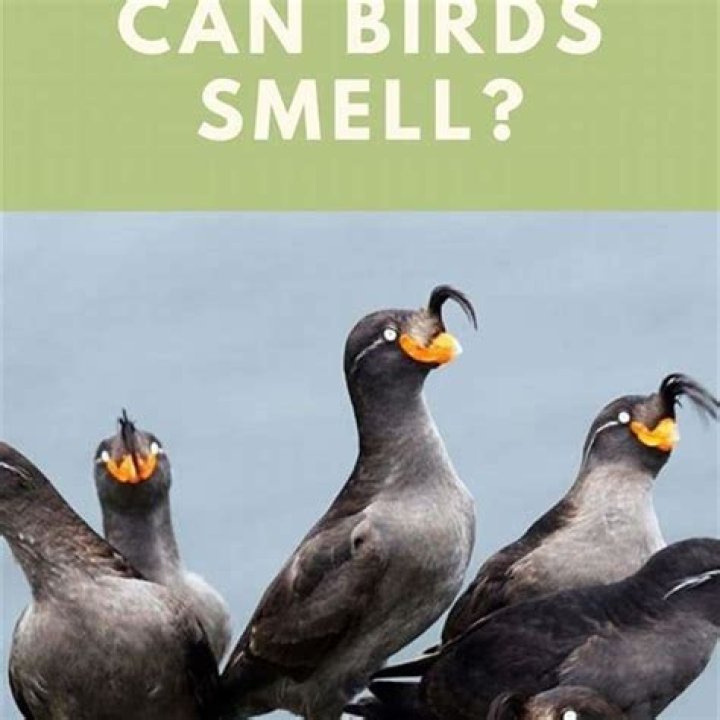 Can deer smell bird seed?