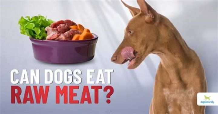 Can dogs eat raw meat?