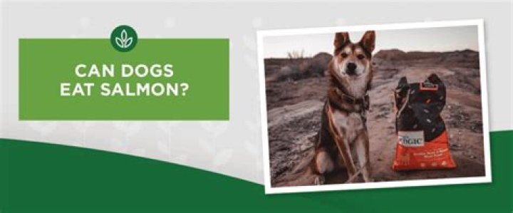 Can dogs eat salmon?