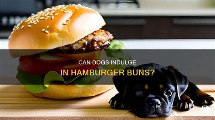 Can dogs have hamburger?